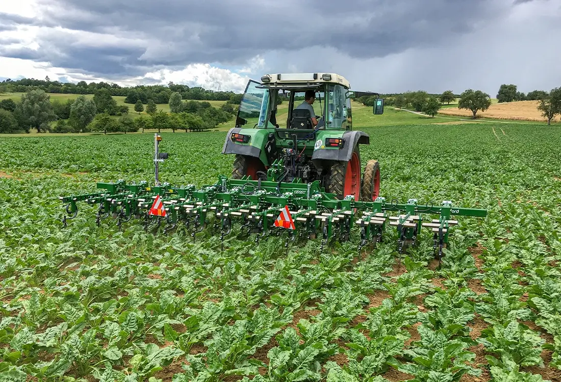 Interrow auf dem Zuckerrübenfeld hinter Traktor