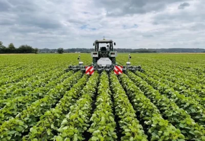 Interrow auf dem Salatfeld