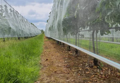 rootwave-F601-electric-weeding-obstbau-nachher