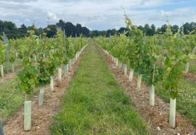 rootwave-F601-electric-weeding-weinbau-ergebnis